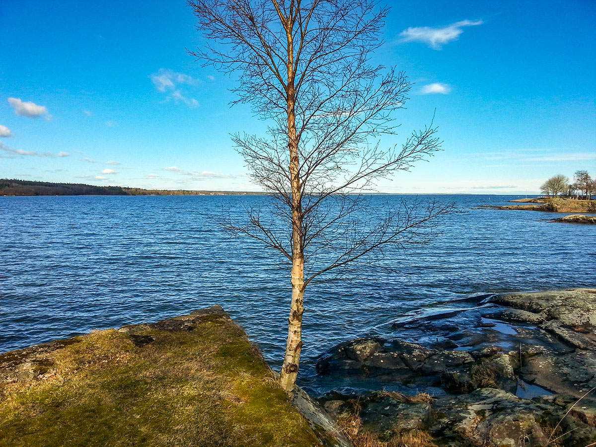 En vårdag. Solen skiner och himlen är blå. Ett litet björkträd utan löv står i förgrunden. Bakom syns Vänersborgsvikens blå vatten.